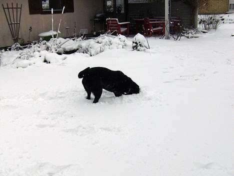 Labrador retriever Bertil - Hvor blev den af??? billede 15