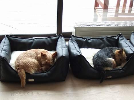 Norwich terrier Freja - Se vores nye senge. billede 10