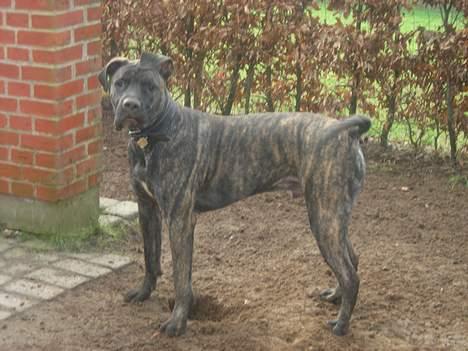 Dogo canario Capone *R.I.P 2009* billede 5