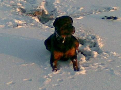 Rottweiler Viva billede 20