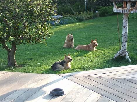 Norwich terrier Freja - En hygger i haven med Mille og Caspar. billede 12