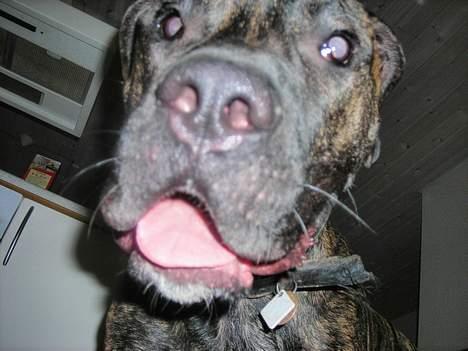 Dogo canario Capone *R.I.P 2009* billede 6