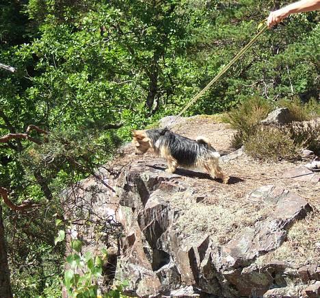 Norwich terrier Freja - Hjemme i Sverige på ferie......Vauuuuuu der er langt ned ! billede 13