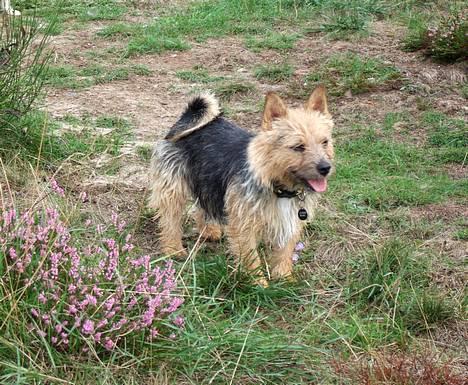 Norwich terrier Freja - Mon ikke man ka´ fange noget godt, i al den lyng ? billede 14