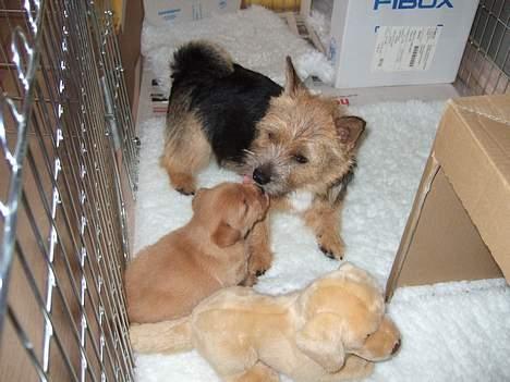 Norwich terrier Freja - Man kan vel hjælpe til, når der er børn i huset. ( Milles søn Holmedahls Dirty Harry ) billede 16