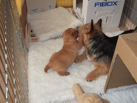 Norwich terrier Freja - En lille slåskamp kan vi da også godt ta´. billede 17