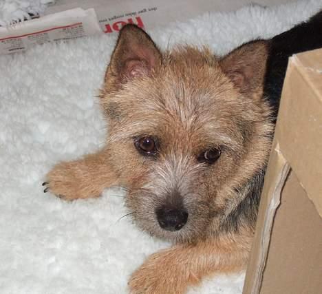 Norwich terrier Freja - Åhh, hvor er han dejlig......bare han var mit barn ! billede 18