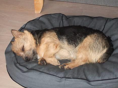 Norwich terrier Freja - Man bliver nu træt af alt det barnepjat. billede 19