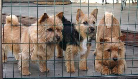 Norwich terrier Don Caspar - Her er min familie Mille og Freja og mig selv i Kennel Holmedahl billede 14