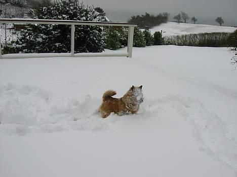 Norwich terrier Don Caspar - Jeg eeeeelsker sne !!!!!!  (her er næsehorns - genet rigtig tydeligt ) billede 15