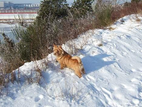 Norwich terrier Mille - Hvor er det nu den ræv bor ! billede 11