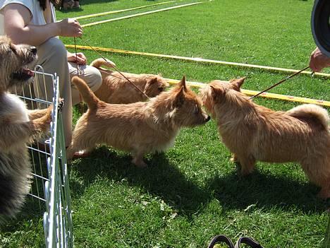 Norwich terrier Mille - Måske skulle man gifte sig  med ham her..........han ser nu meget godt ud. billede 12
