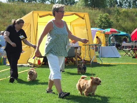 Norwich terrier Mille - HU...HEJ....Hvor det går ! (På udstilling med min mor....Kennel Holmedahl ). billede 13