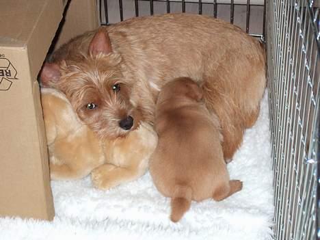 Norwich terrier Mille - Hvor vi dog hygger....Mille med sin søn ( Holmedahls Dirty Harry ) billede 14