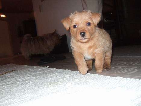 Norwich terrier Mille - Flyvende hund !!!!  ( Holmedahls Dirty Harry ) billede 15