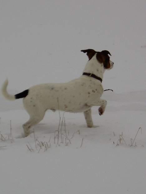 Jack russell terrier Tarzan - Tager stand billede 15