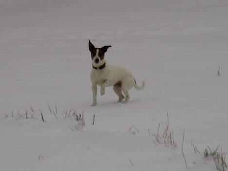 Jack russell terrier Tarzan - Kaldte du...? billede 16