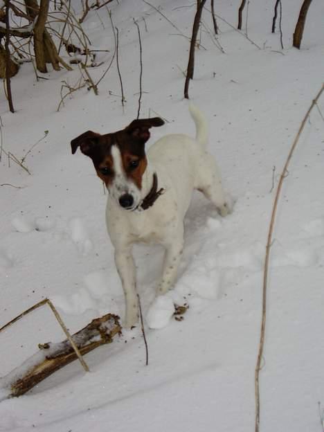 Jack russell terrier Tarzan - Skmykkesen ;) billede 17