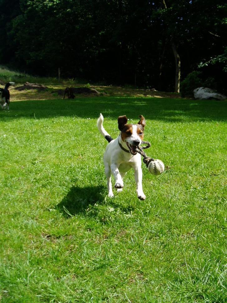 Jack russell terrier Tarzan - Jeg fik den billede 18