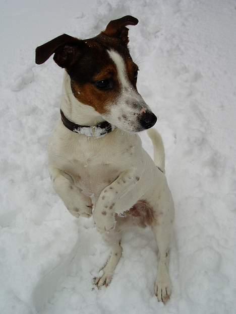 Jack russell terrier Tarzan - Ja jeg har j lært at: Sid pænt ;) billede 19