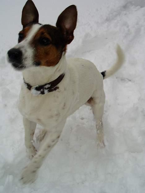 Jack russell terrier Tarzan - Hopla ;) billede 20