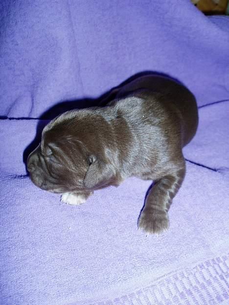 Blanding af racer Fie *Aflivet uge 14 2010* - Den brune tæve billede 17