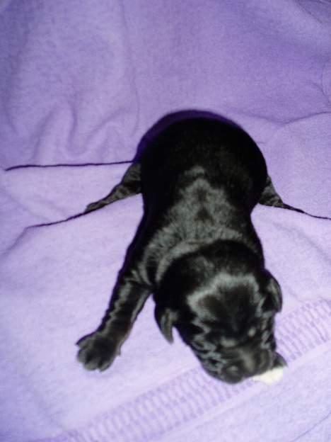 Blanding af racer Fie *Aflivet uge 14 2010* - Den sorte han billede 18