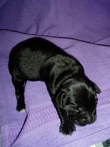 Blanding af racer Fie *Aflivet uge 14 2010* - Den sorte tæve billede 19