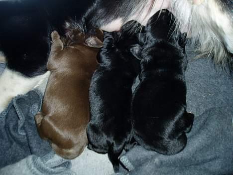 Blanding af racer Fie *Aflivet uge 14 2010* - 3 Skønheder på stribe <3 billede 20