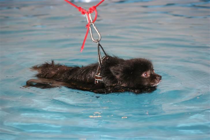 Kleinspitz Noah billede 15