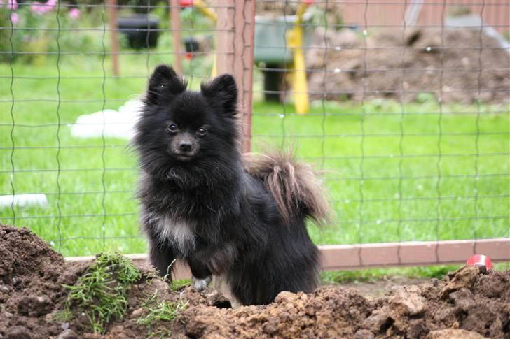 Kleinspitz Noah billede 16