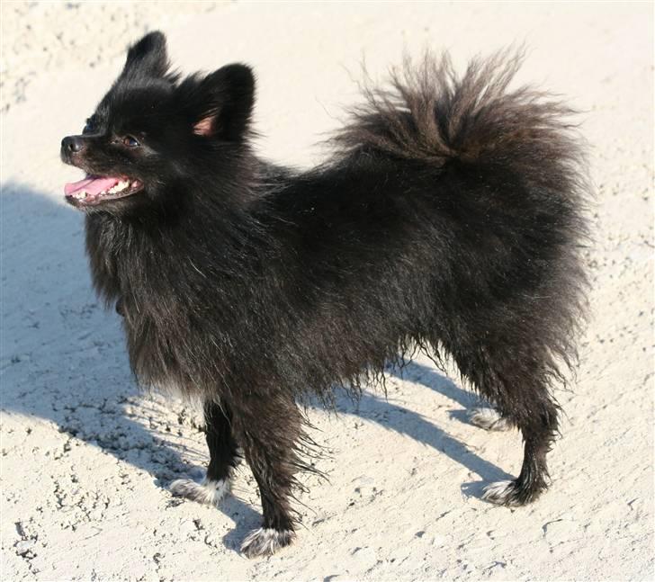 Kleinspitz Noah billede 18
