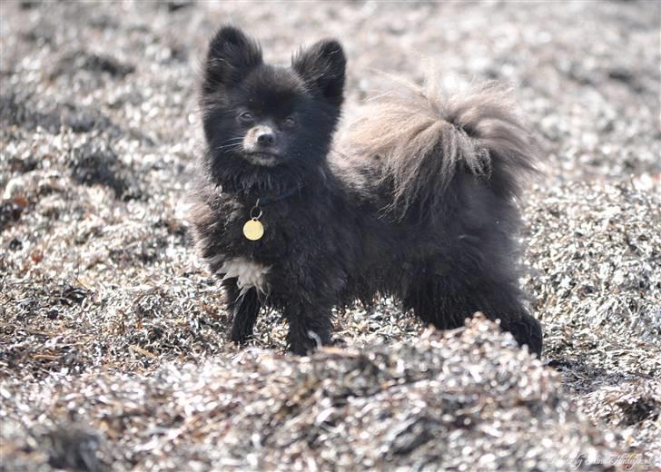 Kleinspitz Noah billede 19