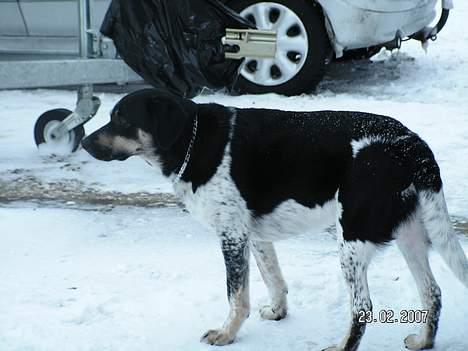 Blanding af racer speechii - Sne, modvind og kulde, NYT 23.02.07 billede 17