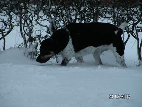 Blanding af racer speechii billede 18