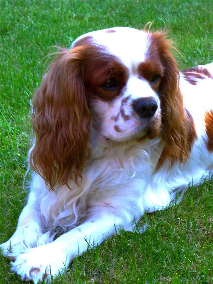 Cavalier king charles spaniel Zimba - Hej og Velkommen ...-nogen der sagde charme ? :b billede 1