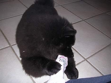 Chow chow Luna billede 4