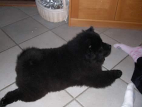 Chow chow Luna billede 5