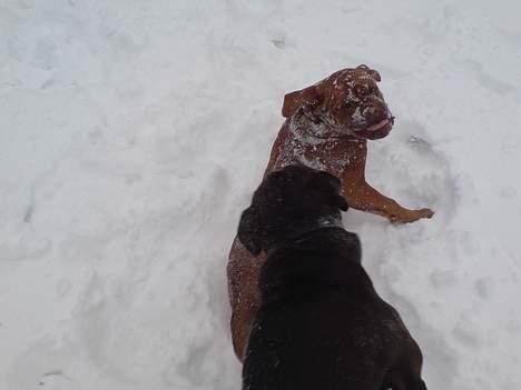 Dogue de bordeaux Balder *DØD* billede 15