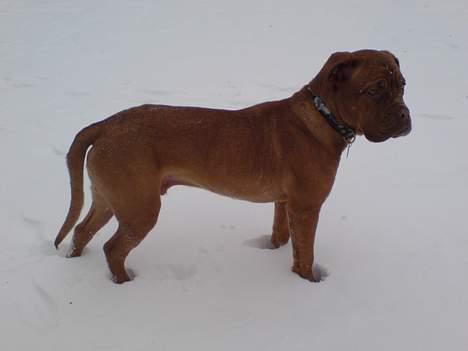 Dogue de bordeaux Balder *DØD* billede 16