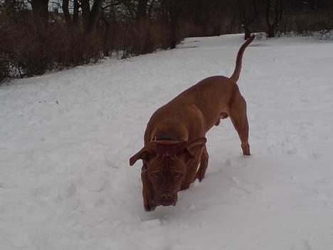 Dogue de bordeaux Balder *DØD* billede 17