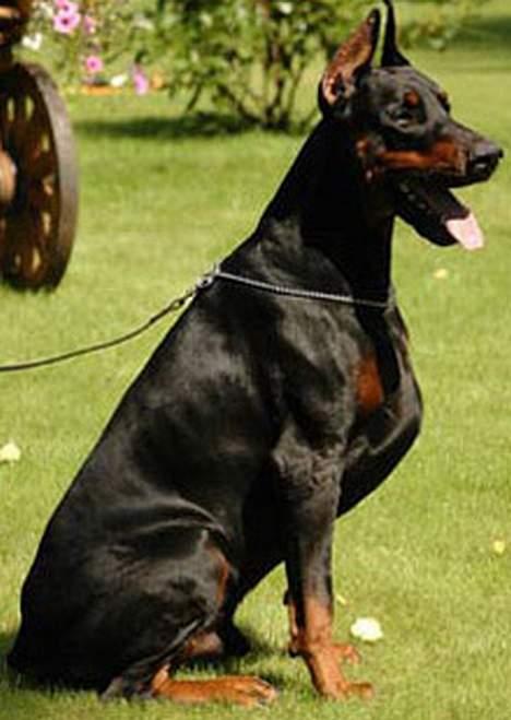 Dobermann Black BallerinaBelladonna - Min stolte far! billede 11