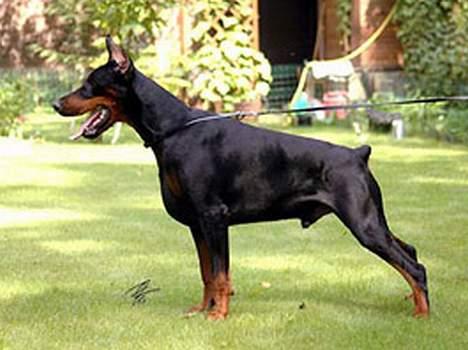 Dobermann Black BallerinaBelladonna - Far har fået øje på nogen! billede 12
