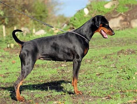 Dobermann Black BallerinaBelladonna - Min skønne mor! billede 13