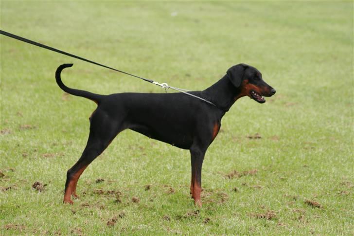 Dobermann Black BallerinaBelladonna - Odense 2007 billede 14