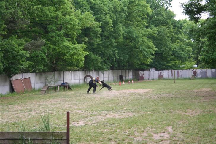Dobermann Black BallerinaBelladonna - Avlskåring (Tysk ZTP) d. 17/05-08. Figurant D. Hörnke billede 16