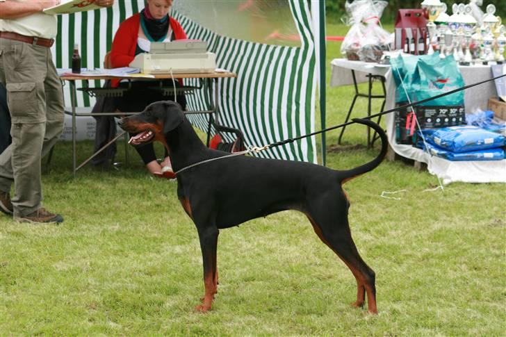 Dobermann Black BallerinaBelladonna - DDK udstilling i Odense d. 19/8-07. billede 17