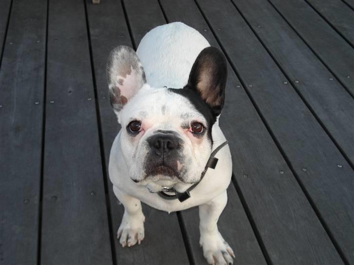 Fransk bulldog Neo - Hvad nu? billede 6