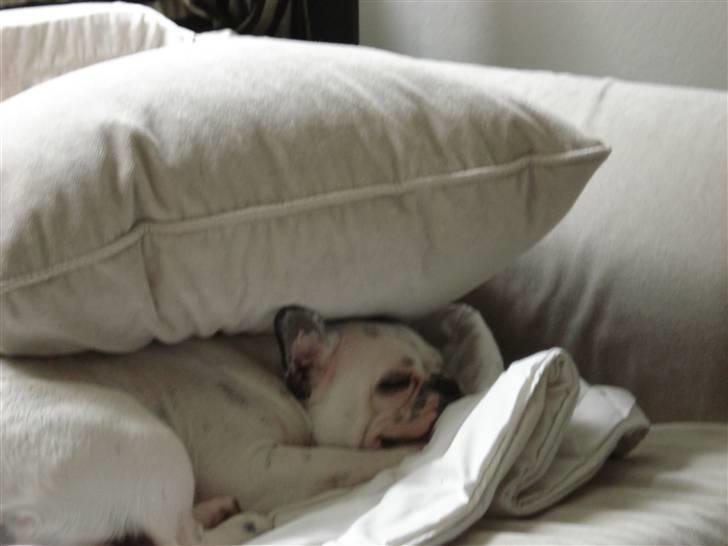 Fransk bulldog Neo - Når de ikke vil købe en hule til mig, så må jeg selv lave den!!!! billede 7