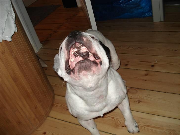 Fransk bulldog Neo - wruf jeg er så faaarlig... billede 8